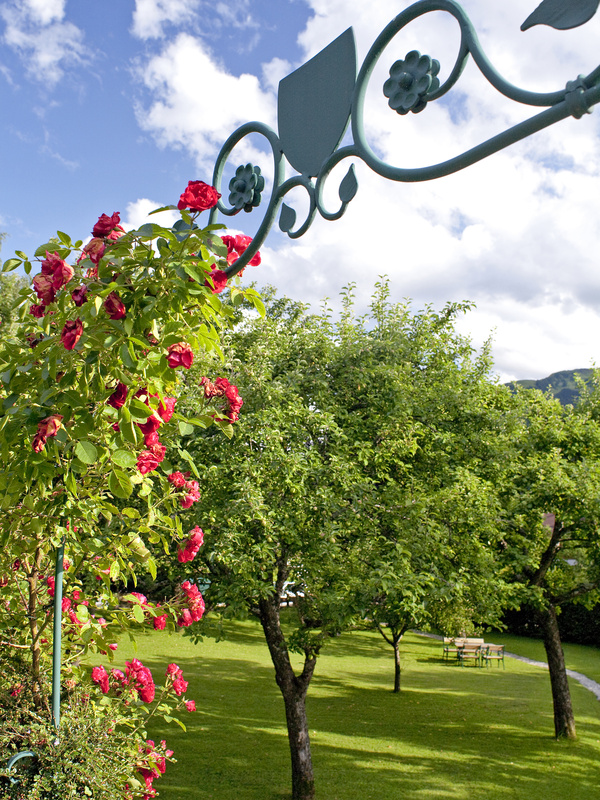Rote Rosen erklimmen einen Metallbogen in einem sonnigen Garten mit grünem Gras, Bäumen und einer Bank im Hintergrund.
