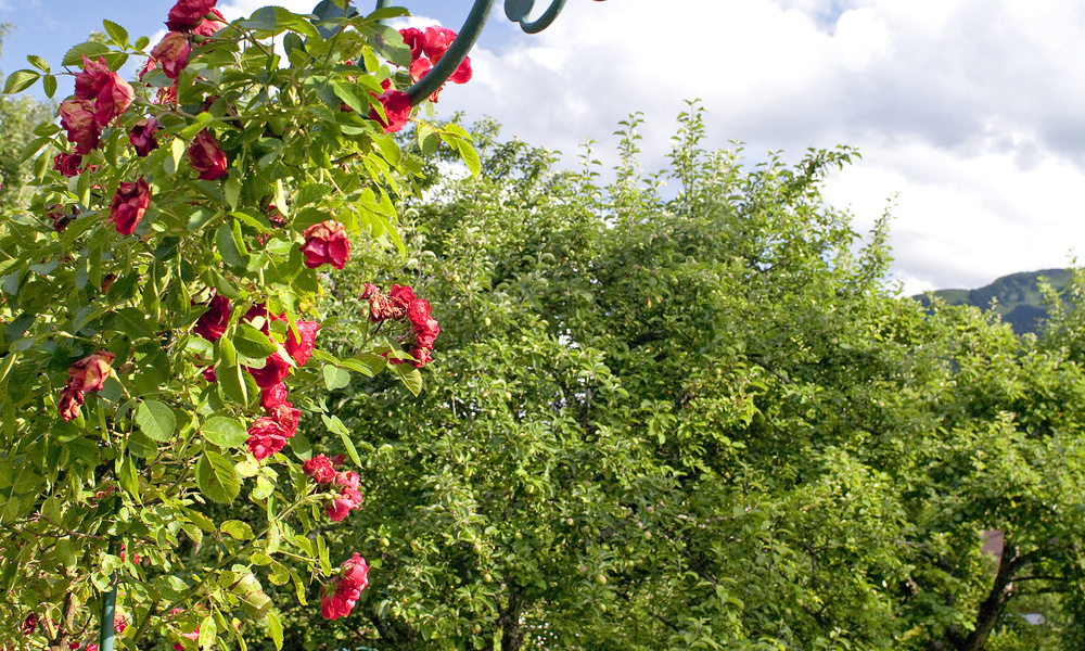Rote Rosen erklimmen einen Metallbogen in einem sonnigen Garten mit grünem Gras, Bäumen und einer Bank im Hintergrund.