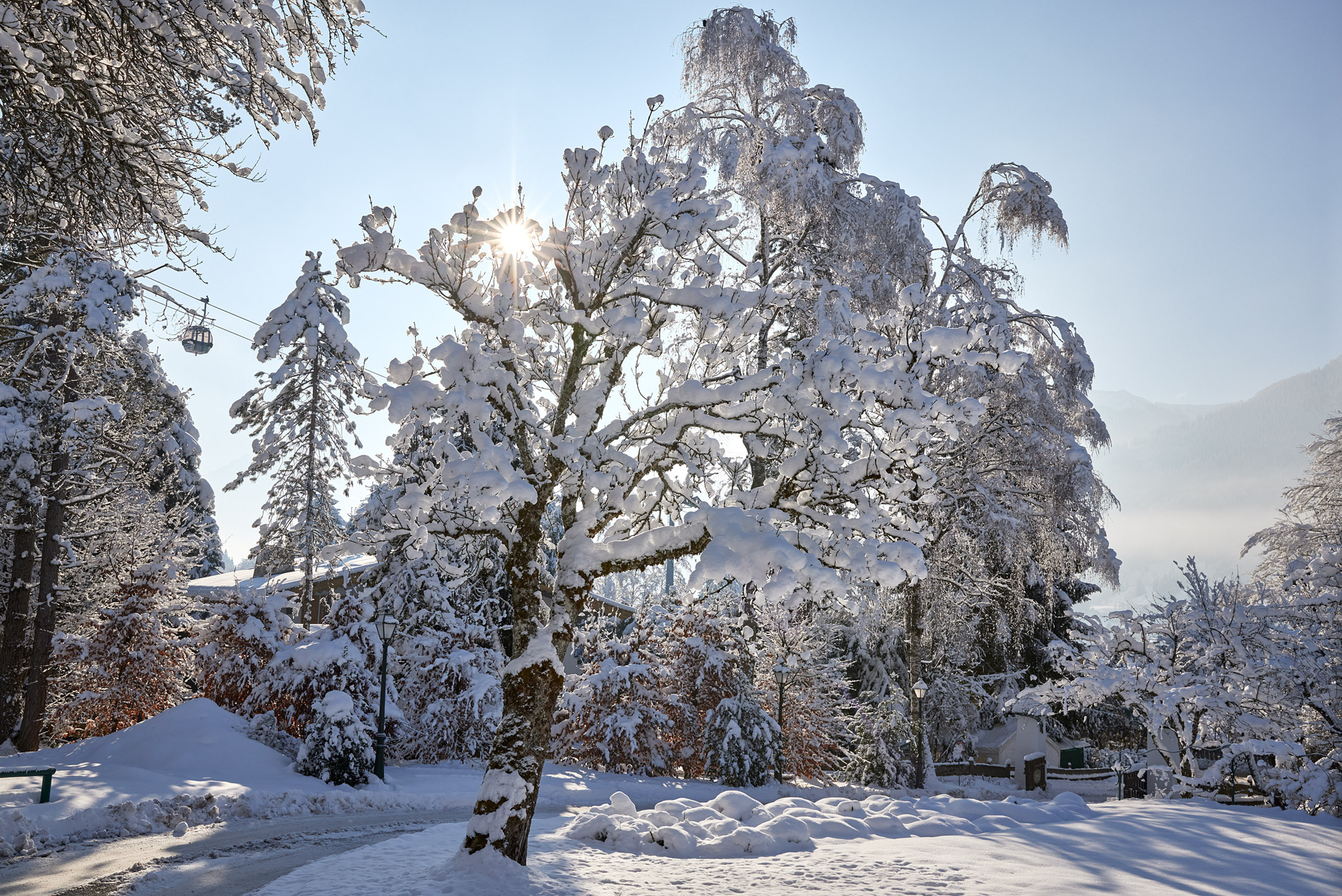 Snow-covered trees and the ground in bright sunlight, with rays of sunshine shining through the icy branches on a clear winters day.