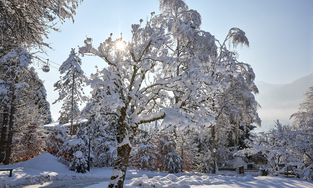 Schneebedeckte Bäume und der Boden im hellen Sonnenlicht, mit Sonnenstrahlen, die an einem klaren Wintertag durch die eisigen Zweige scheinen.